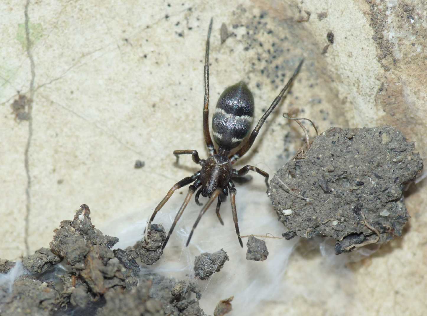 Micaria sp.